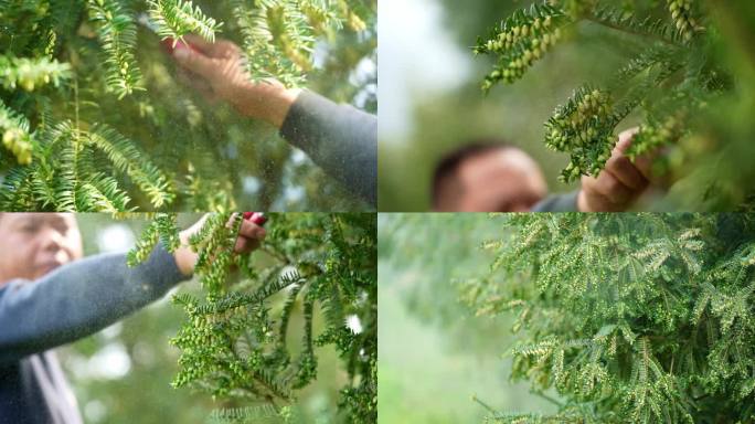 香榧人工授粉