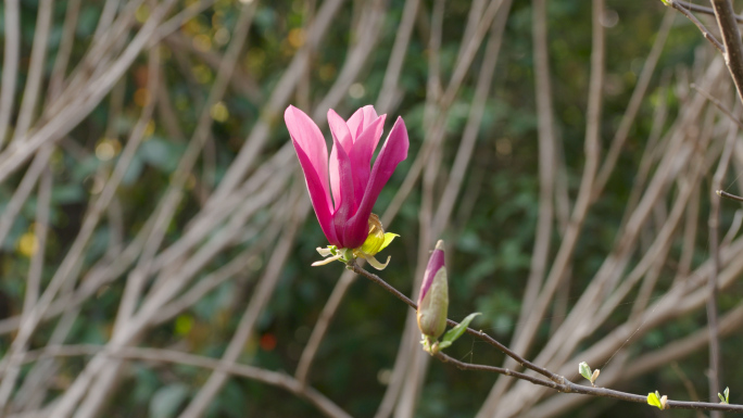 玉兰花