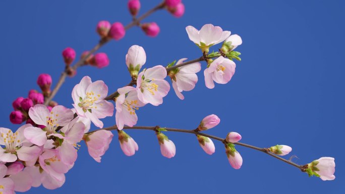 桃花开 春天 桃花盛开 花开延时花开特写