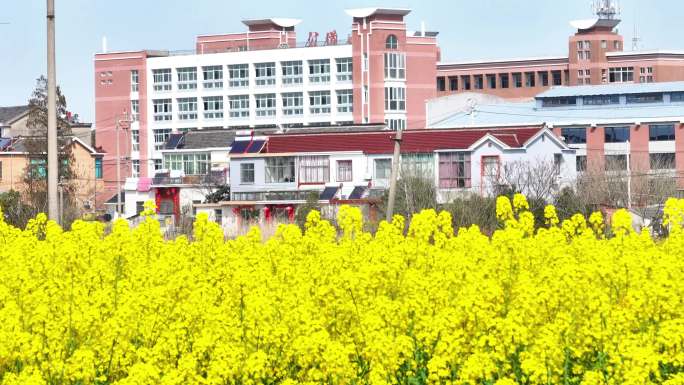 航拍田野金黄色油菜花田盛花期乡镇建筑