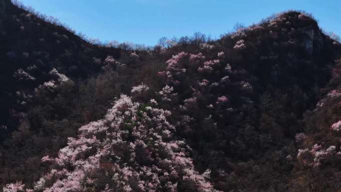 北京的春天山区鲜花盛开