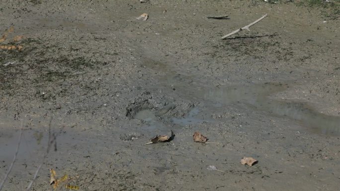 干旱天气 池塘干涸 池底裸露 塘底淤泥