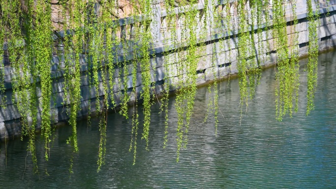 春天绿色垂柳枝头与湖面背景特写