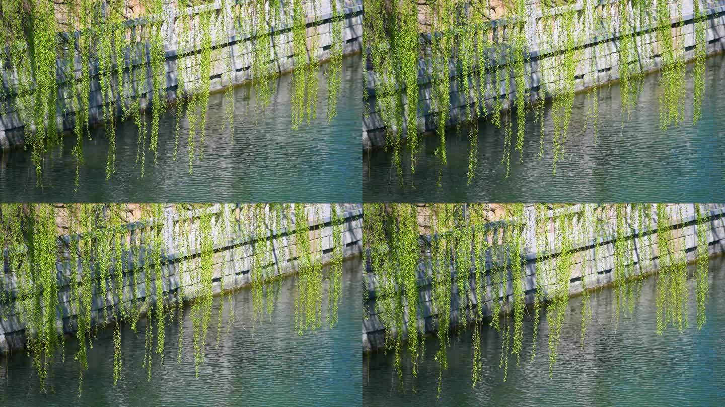 春天绿色垂柳枝头与湖面背景特写