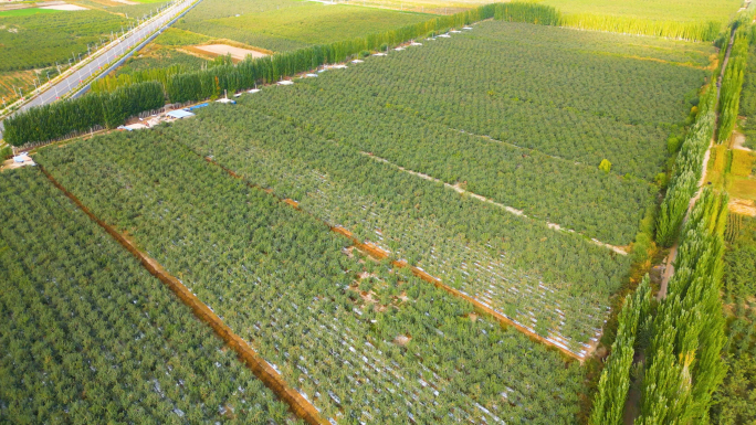 阿克苏苹果种植园B