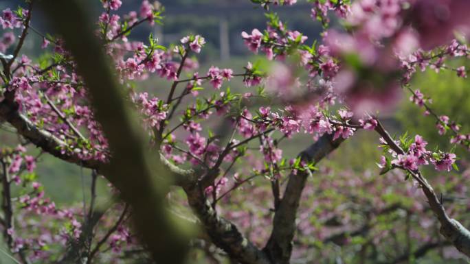 成都龙泉山桃花视频素材