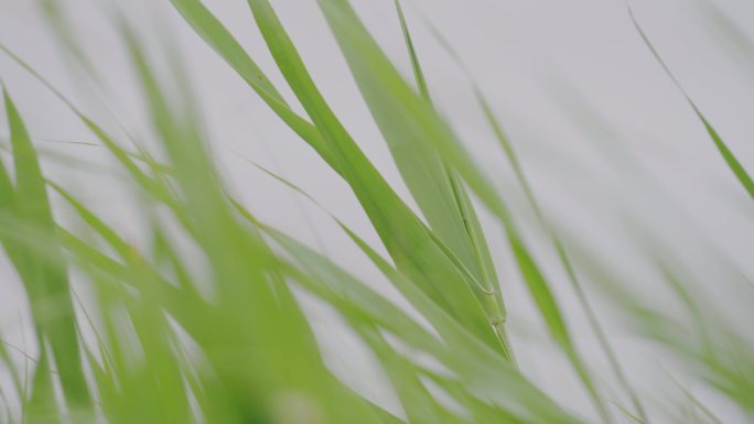 01芦苇荡 芦苇 海边 湖水 海鸥 小花