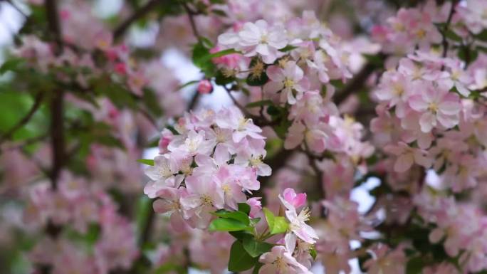 春暖花开桃花盛开实拍高清宣传片素材