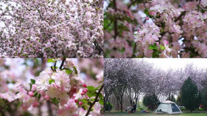 春暖花开桃花盛开实拍高清宣传片素材