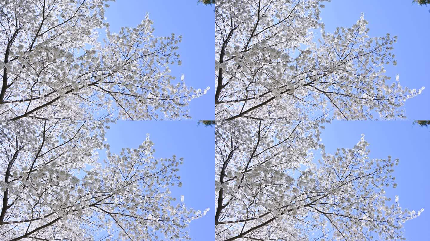 春天盛开的樱花树上小鸟与蓝天背景满画幅