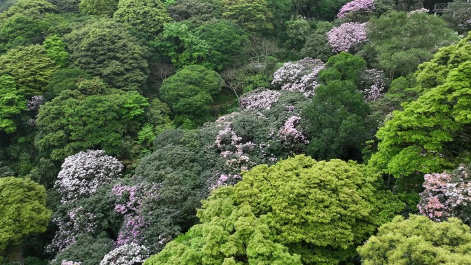 深圳梧桐山杜鹃花