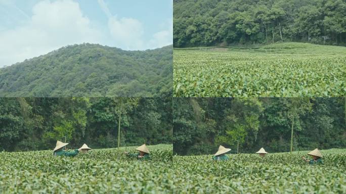 茶山里一群茶农在采摘新鲜绿茶