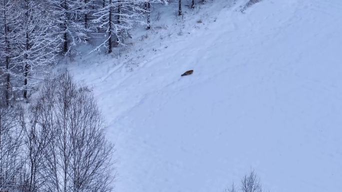 4K雪地狐狸 赤狐