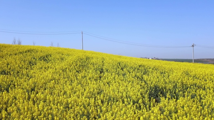 航拍春天里的油菜花田