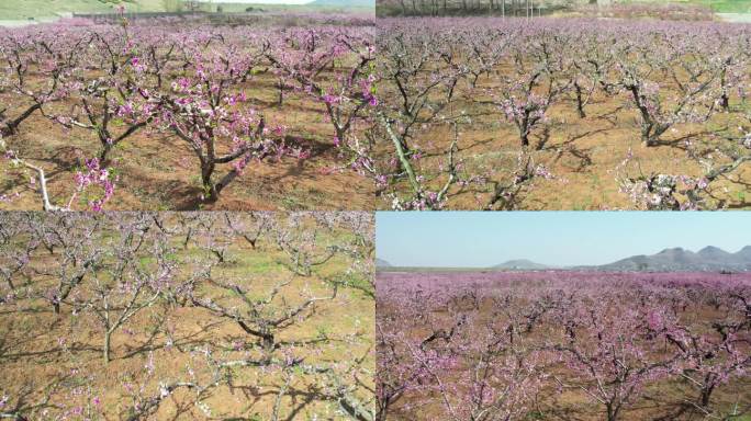 航拍桃花 桃林 桃园 桃花节 十里桃花