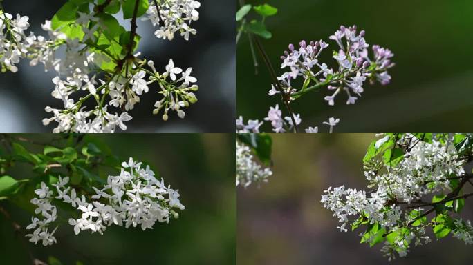 丁香花4K实拍