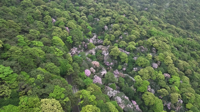 梧桐山杜鹃花