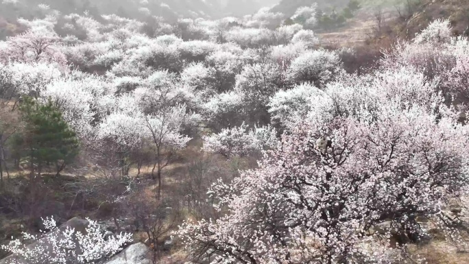 漫山遍野的杏花