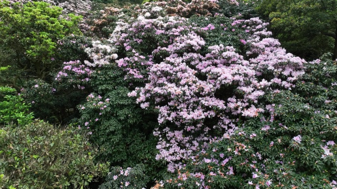 高山杜鹃花