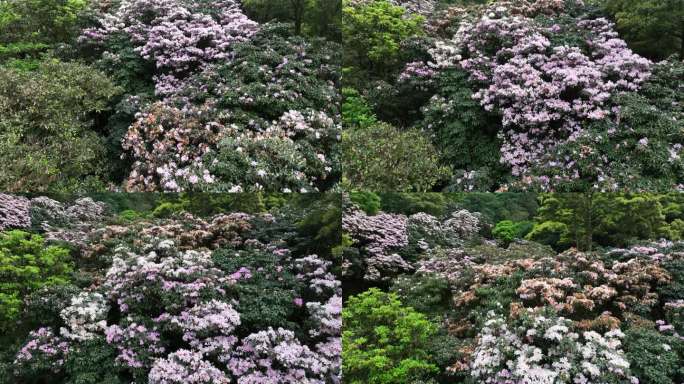 高山杜鹃花