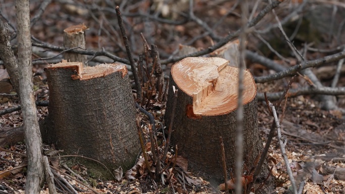 乱砍乱伐森林树木 环境保护