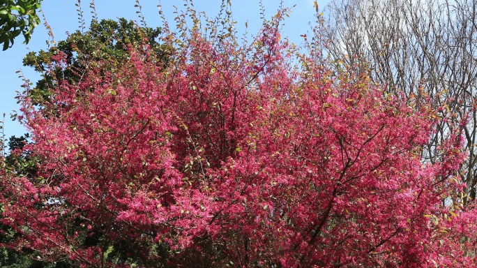 春天美丽的红花檵木盛开
