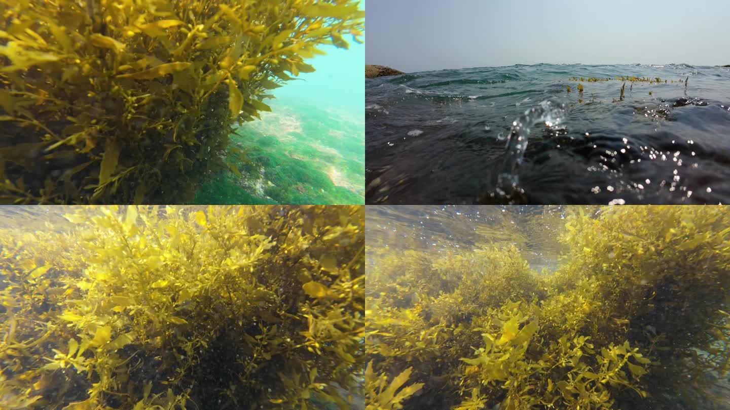 礁石上的马尾藻