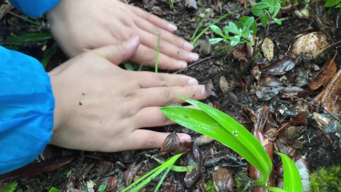 实拍藏民带上香格里拉高山挖松茸