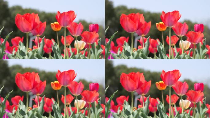 郁金香花海春天公园植物园