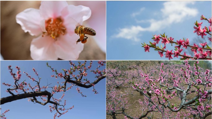春天果园桃花盛开蜜蜂采蜜高清实拍视频