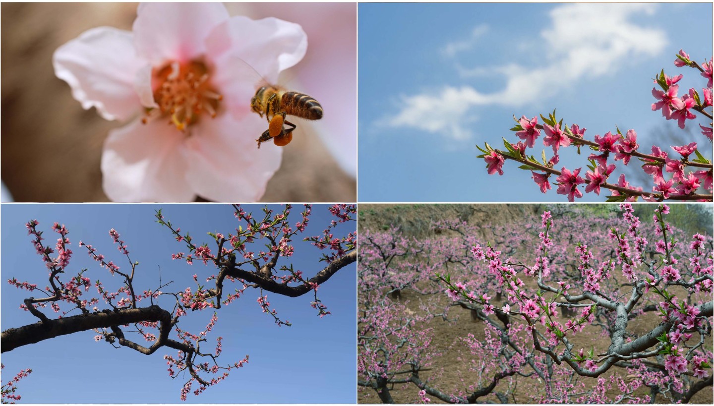 春天果园桃花盛开蜜蜂采蜜高清实拍视频