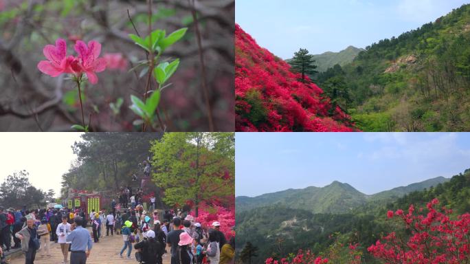 云雾山杜鹃花映山红