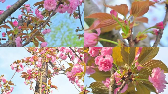 樱花，樱花开放，生长，粉色樱花微距特写