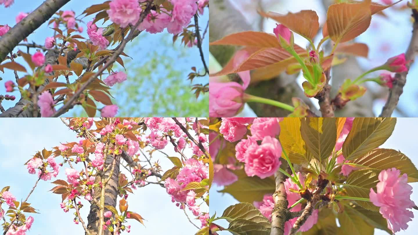 樱花，樱花开放，生长，粉色樱花微距特写