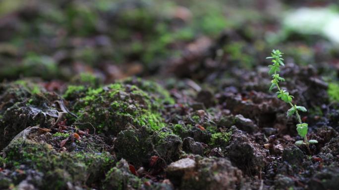 微距镜头拍摄春天泥土里的一颗小草