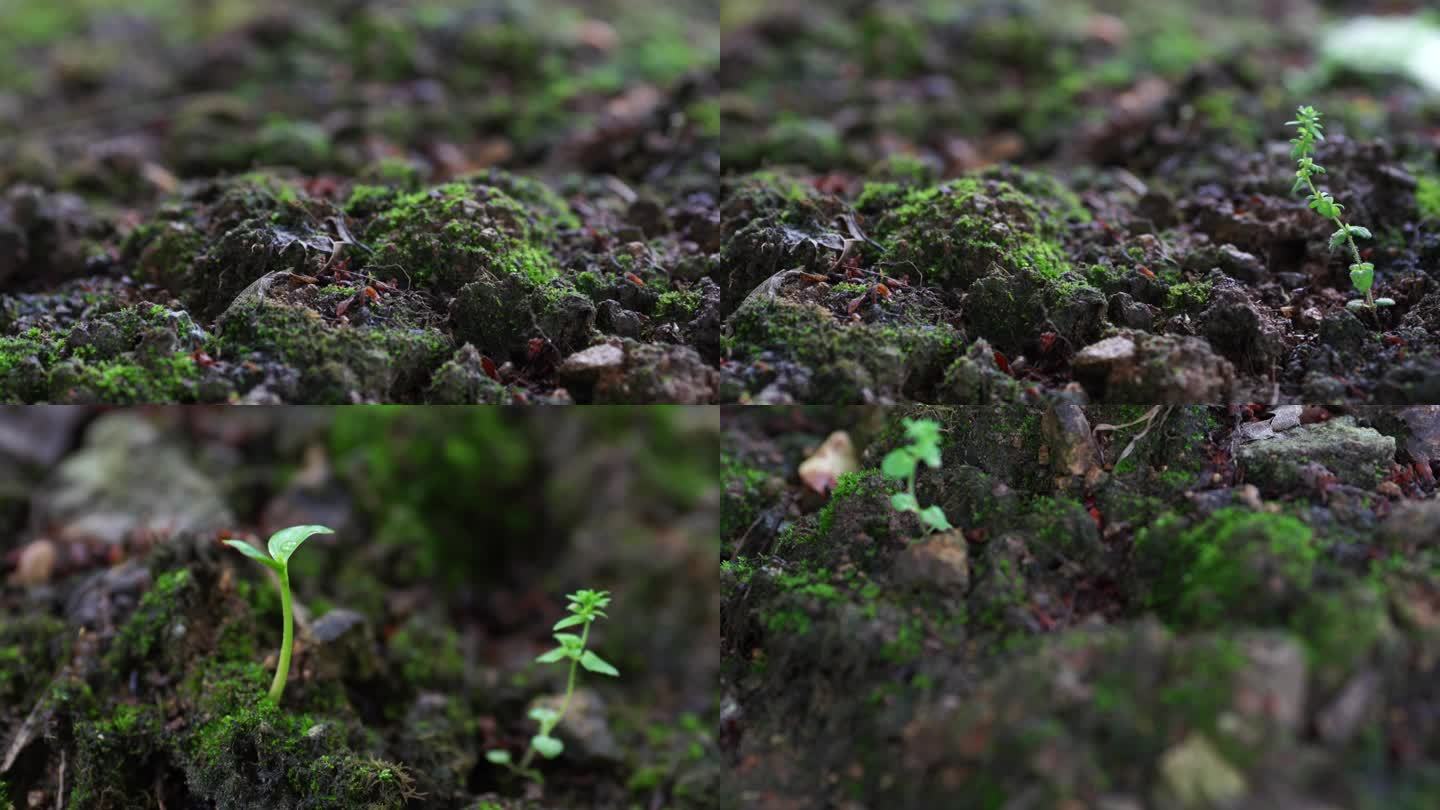 微距镜头拍摄春天泥土里的一颗小草
