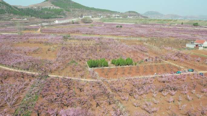 亭 桃花 桃花林 桃花航拍 春暖花开