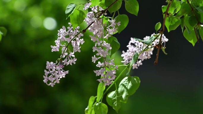 丁香花4K实拍