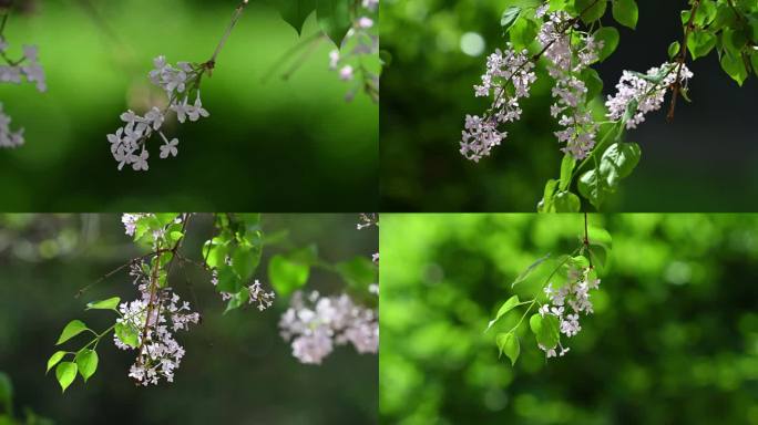 丁香花4K实拍