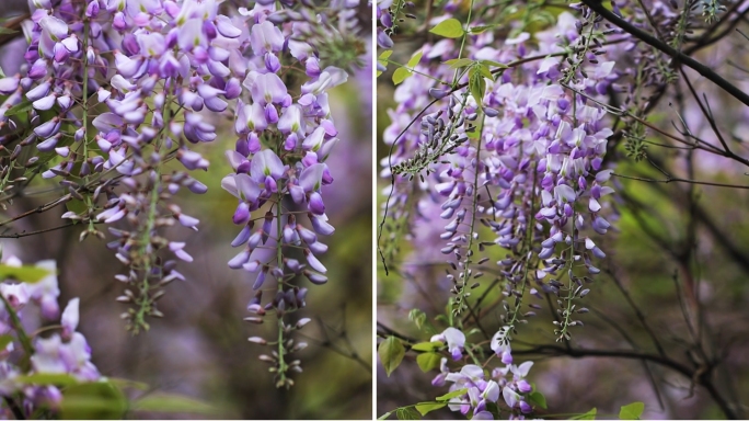 紫藤花实拍竖版