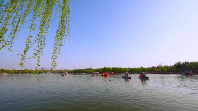 春天湖边垂柳