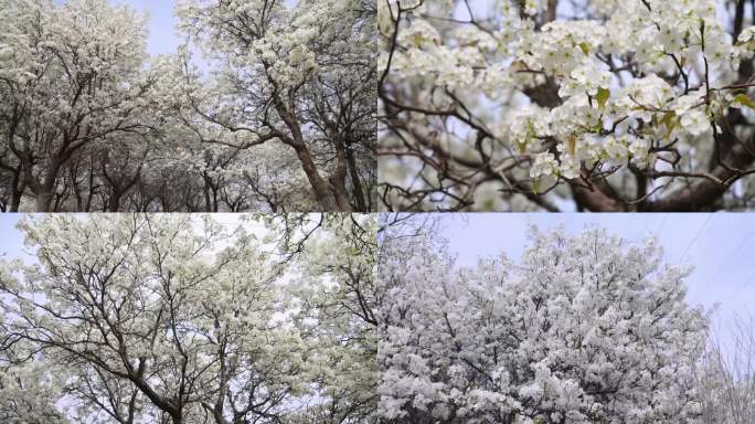 春暖花开梨花盛开实拍高清宣传片素材