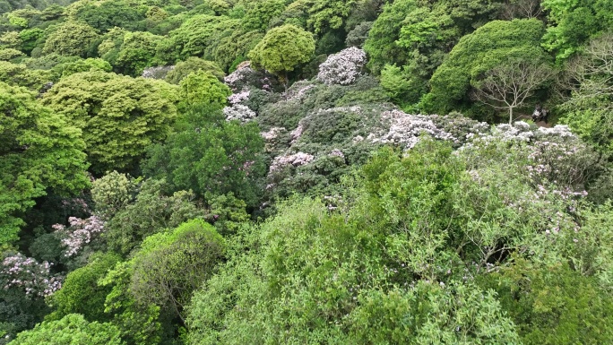 梧桐山杜鹃花