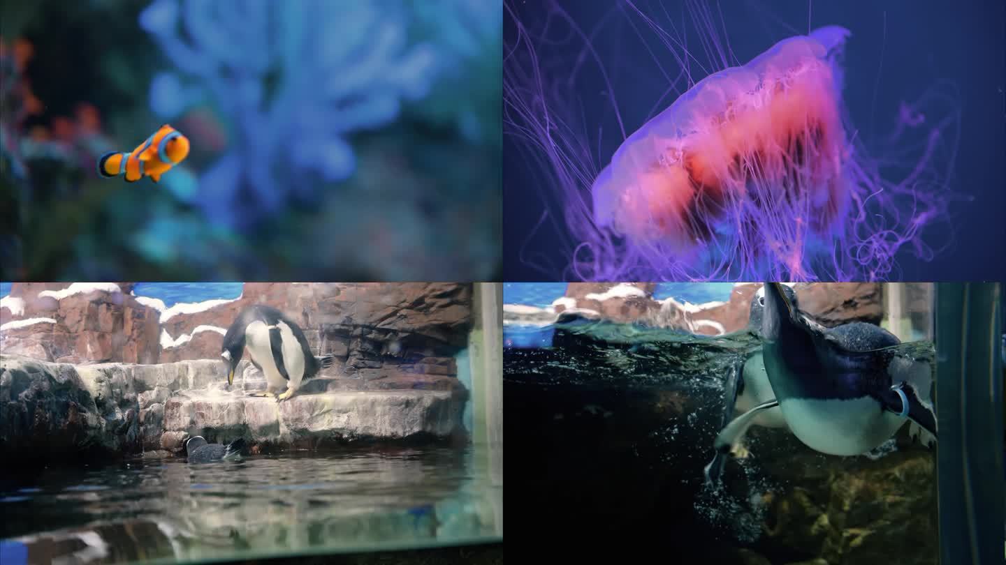 海洋生物高清视频素材合辑