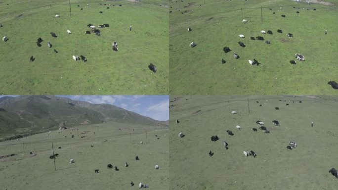 青海高原上成群的牦牛
