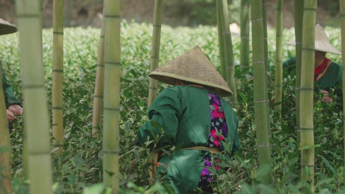 茶山的竹林里茶农在采摘新鲜的龙井毛尖绿茶
