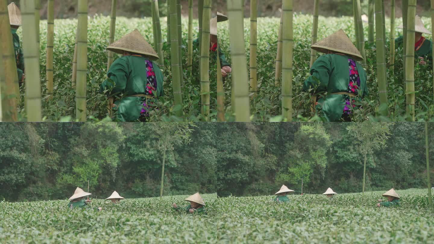 茶山的竹林里茶农在采摘新鲜的龙井毛尖绿茶