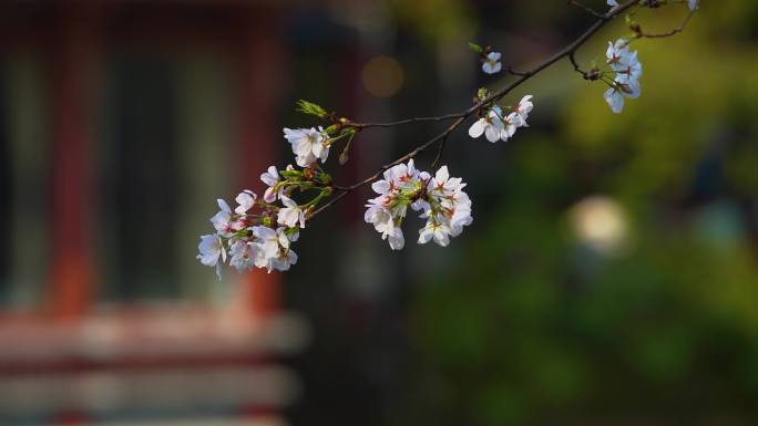 春天樱花李花