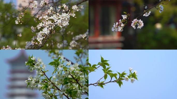 春天樱花李花