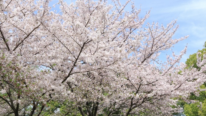 蓝天阳光唯美樱花特写 南京樱花樱花林